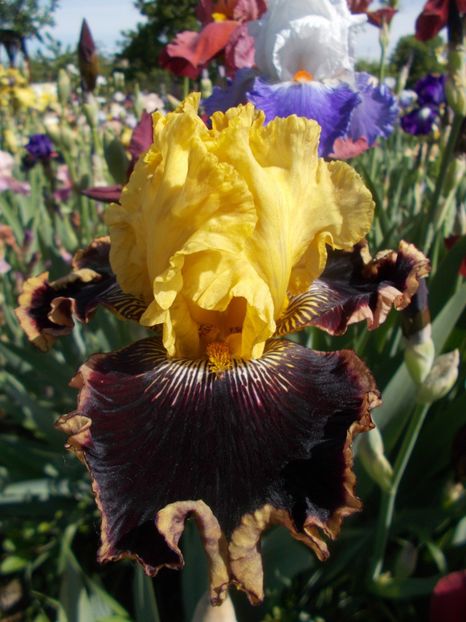  - Irisi -2019 Barbata Elatior si intermedia