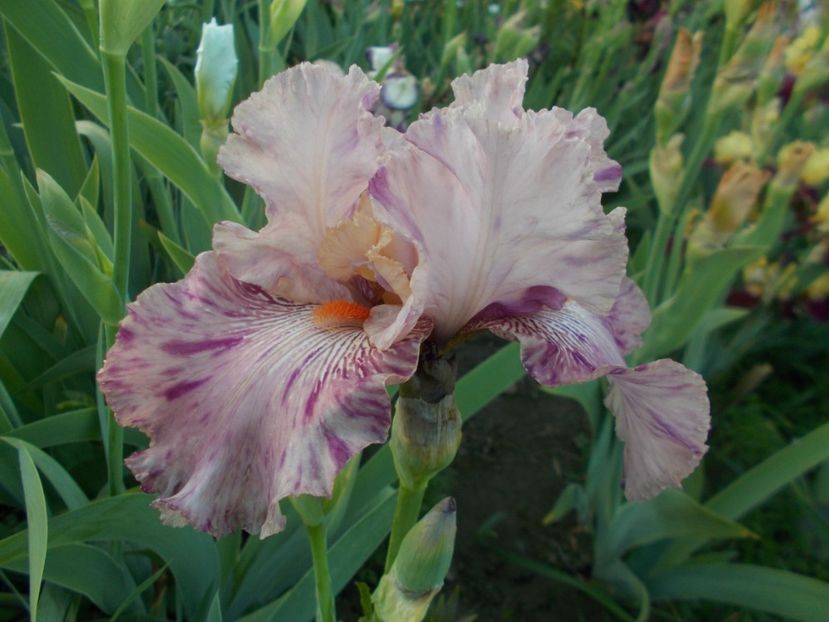  - Irisi -2019 Barbata Elatior si intermedia