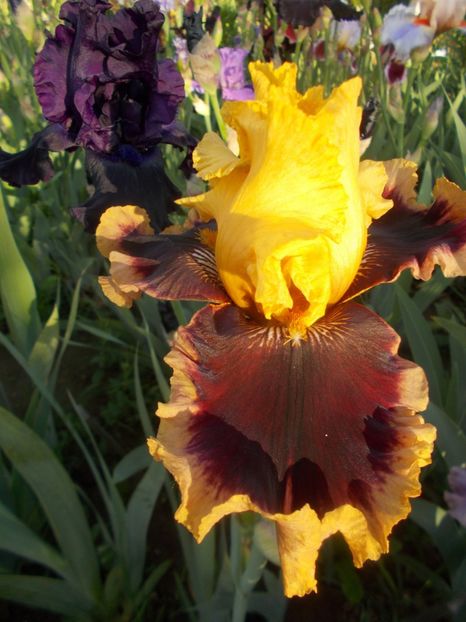  - Irisi -2019 Barbata Elatior si intermedia