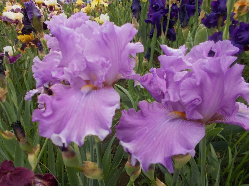  - Irisi -2019 Barbata Elatior si intermedia