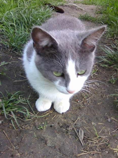 Photo0828 - Micile mele feline 2019