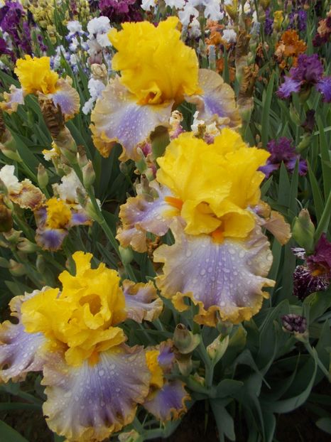  - Irisi -2019 Barbata Elatior si intermedia