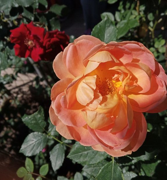 Mai 2019 - Lady of Shalott