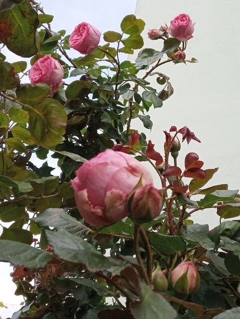 Mai 2019 - Happy Piano