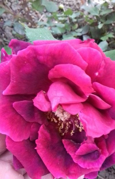 20190520_182632-1 - 5-Trandafiri în grădină 2019