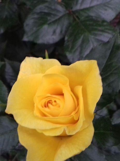 20190520_182748-1 - 5-Trandafiri în grădină 2019
