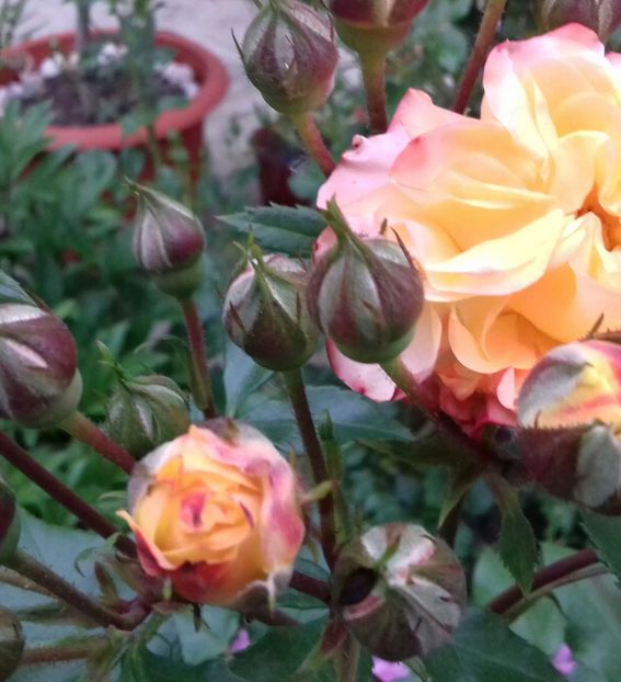 20190520_182904-1 - 5-Trandafiri în grădină 2019