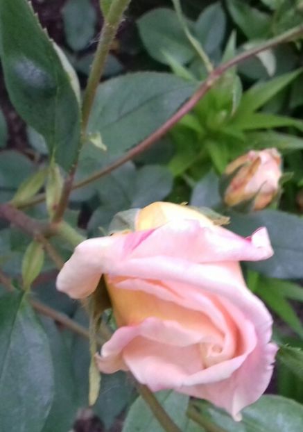 20190520_182914-1 - 5-Trandafiri în grădină 2019