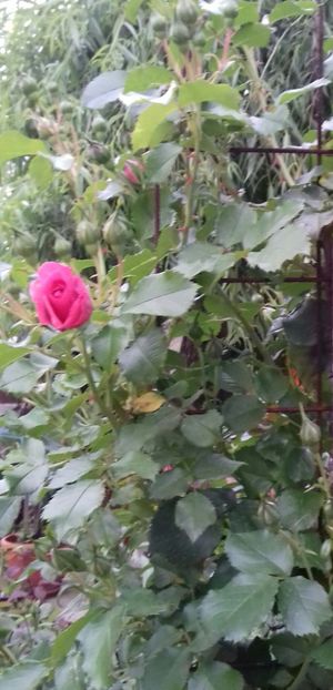 20190520_182943-1 - 5-Trandafiri în grădină 2019