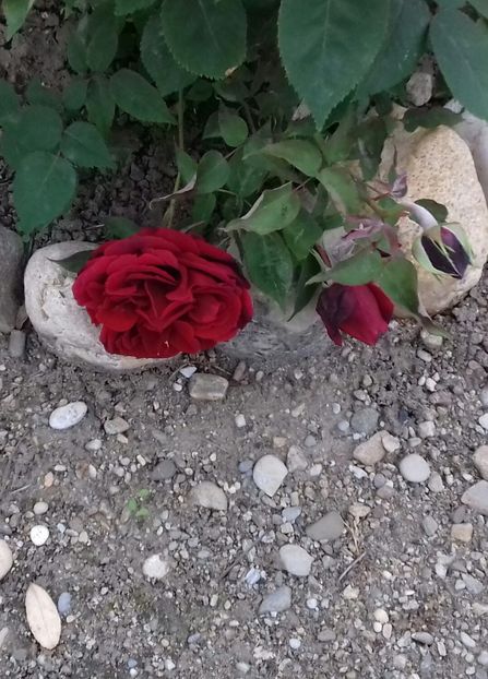 20190520_183259-2 - 5-Trandafiri în grădină 2019