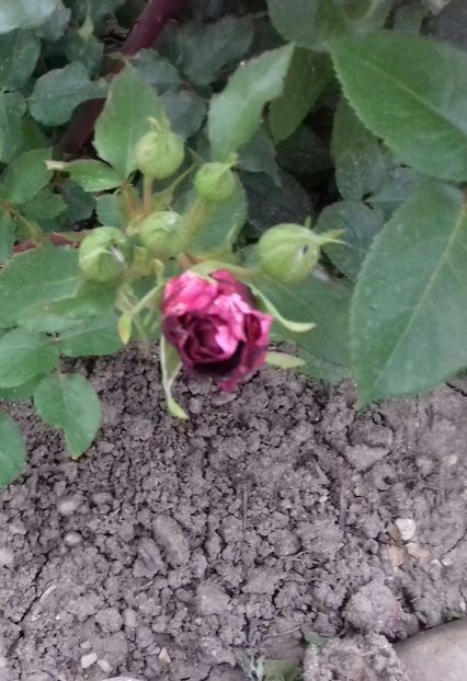 20190520_183313-1 - 5-Trandafiri în grădină 2019