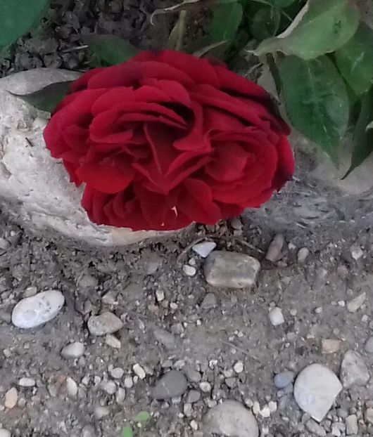 20190520_183259-1 - 5-Trandafiri în grădină 2019