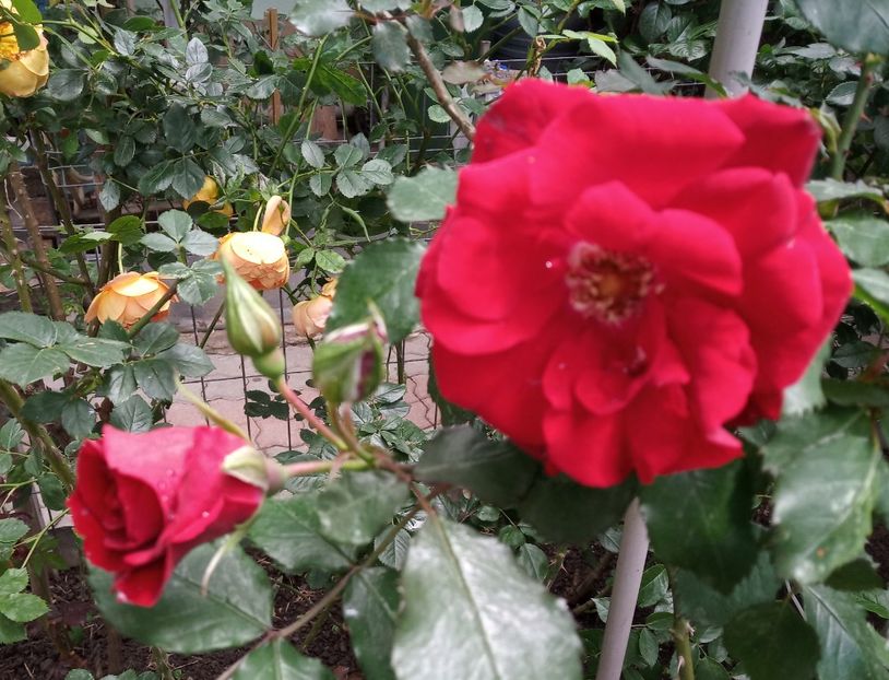 Mai 2019 - Roter Korsar