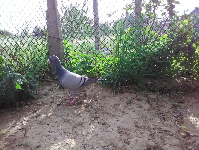  - 2 Germani de frumusete