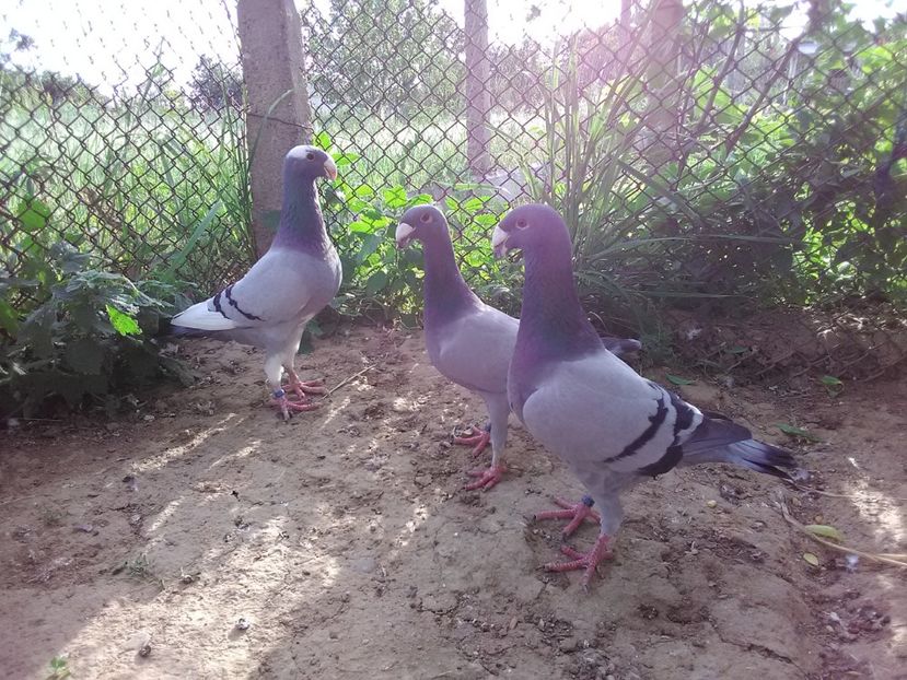  - 2 Germani de frumusete