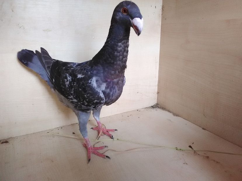  - 2 Germani de frumusete