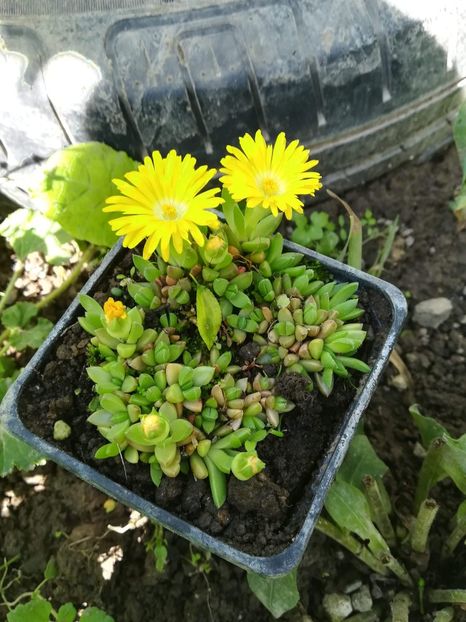 received_1786838421418549 - Delosperma