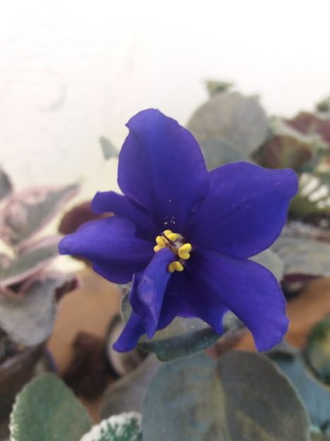  - ZZZAfricanskaya Noch