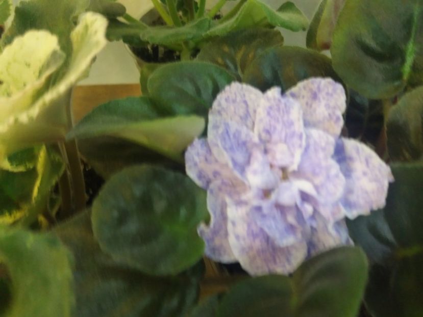  - RS Morskaya Princessa