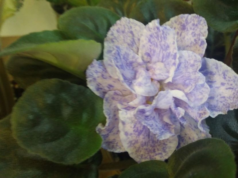  - RS Morskaya Princessa