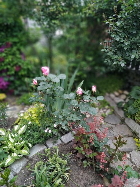  - MAI 2019- MAI 2020