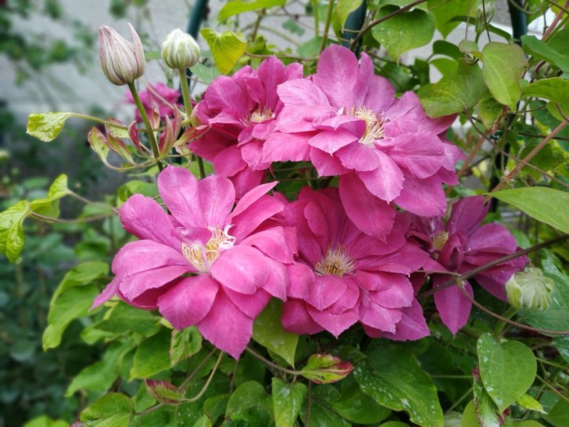  - MAI 2019- MAI 2020