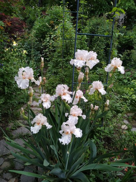  - MAI 2019- MAI 2020