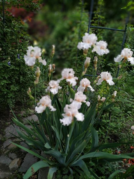  - MAI 2019- MAI 2020