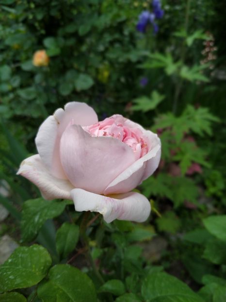  - MAI 2019- MAI 2020