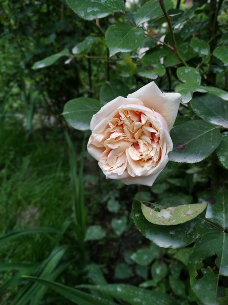  - MAI 2019- MAI 2020