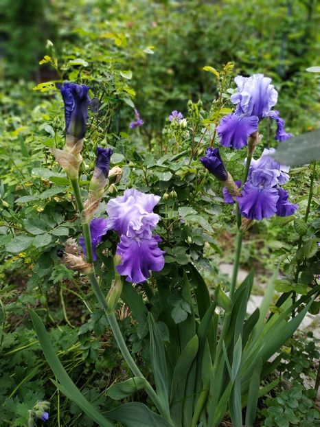  - MAI 2019- MAI 2020