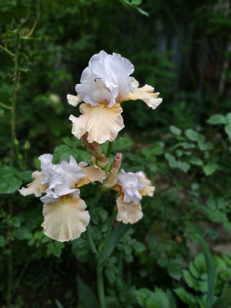  - MAI 2019- MAI 2020