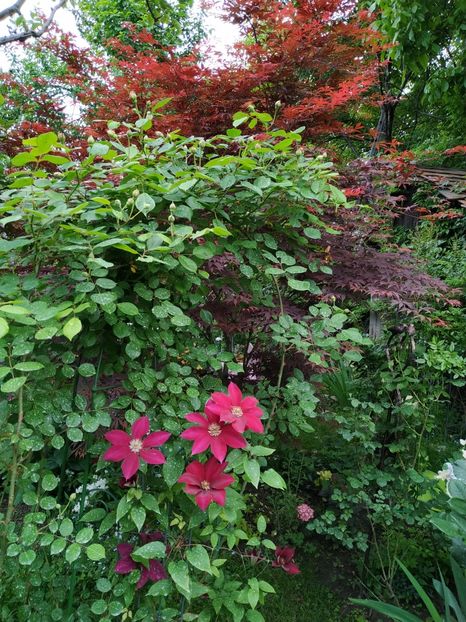  - MAI 2019- MAI 2020