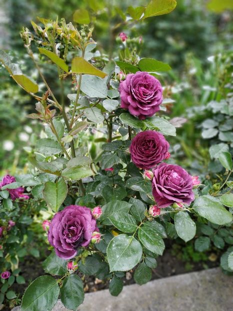 Ebb Tide - MAI 2019- MAI 2020