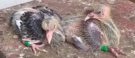  - Porumbei mei Voiajori si Zburatori de Severin