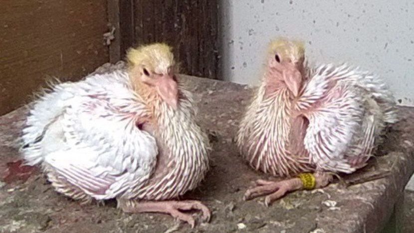  - Porumbei mei Voiajori si Zburatori de Severin