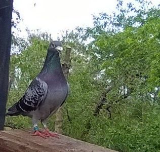 M 2017 - Porumbei mei Voiajori si Zburatori de Severin