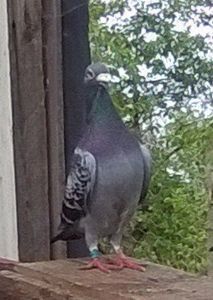 M 2017 - Porumbei mei Voiajori si Zburatori de Severin