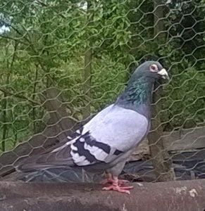 M 2014 - Porumbei mei Voiajori si Zburatori de Severin