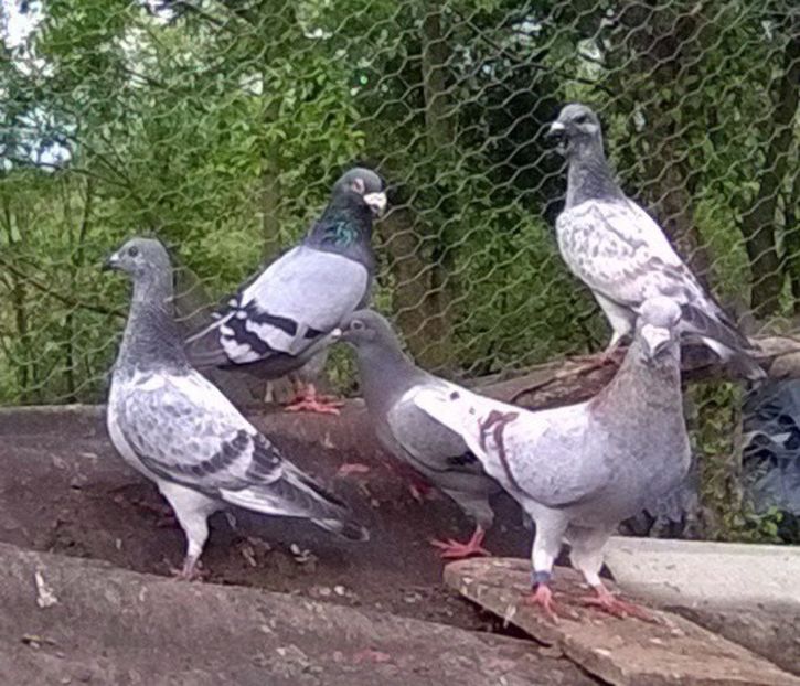  - Porumbei mei Voiajori si Zburatori de Severin