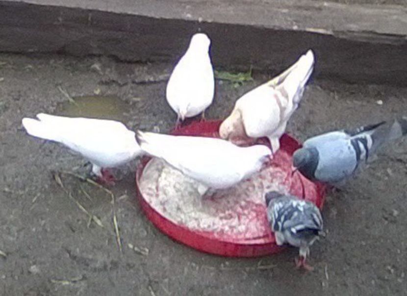  - Porumbei mei Voiajori si Zburatori de Severin