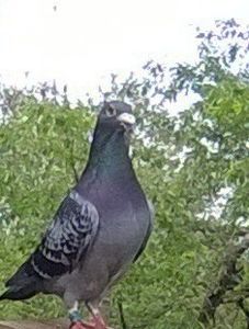 M 2017 - Porumbei mei Voiajori si Zburatori de Severin