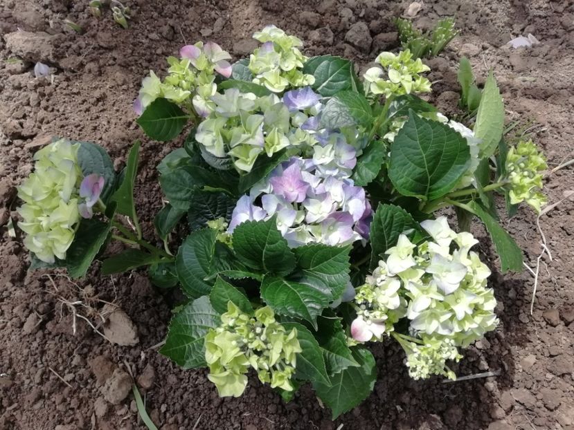 2019-16.05(Lidl) - Hortensii