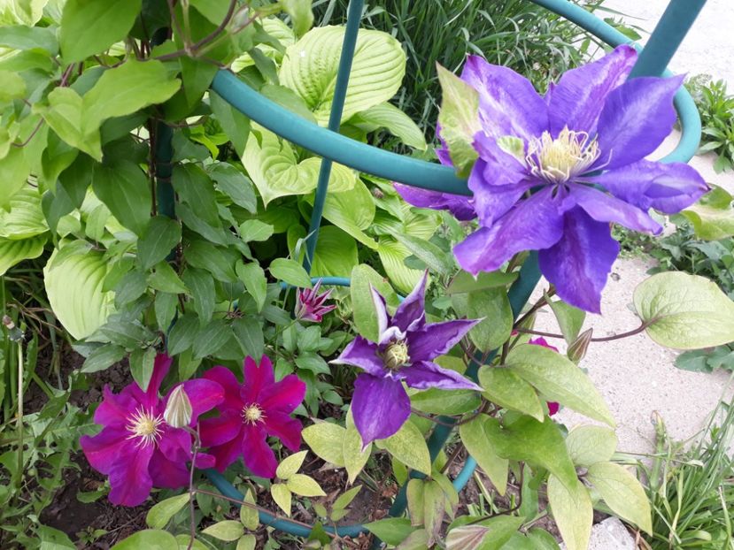  - 2019 clematis