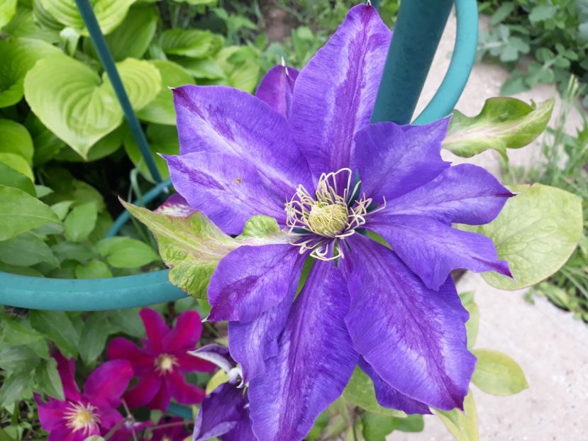  - 2019 clematis