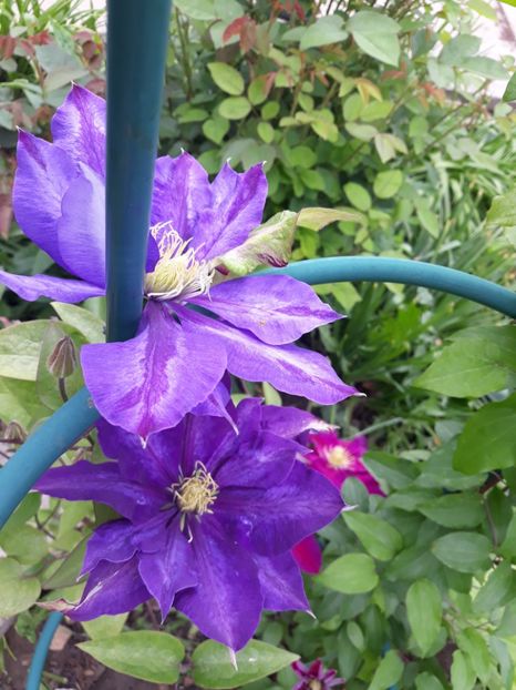  - 2019 clematis