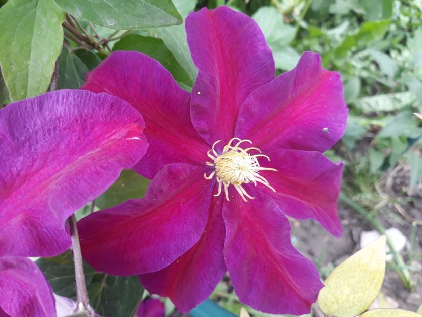  - 2019 clematis
