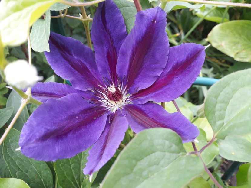  - 2019 clematis