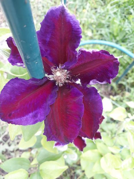  - 2019 clematis