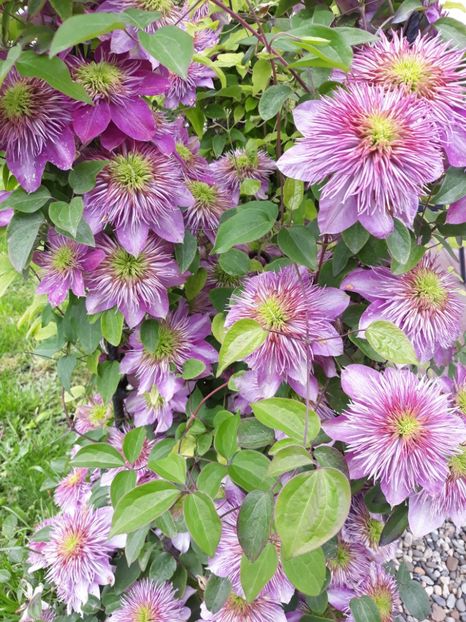  - 2019 clematis